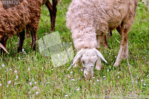 Image of Sheep on green meadow