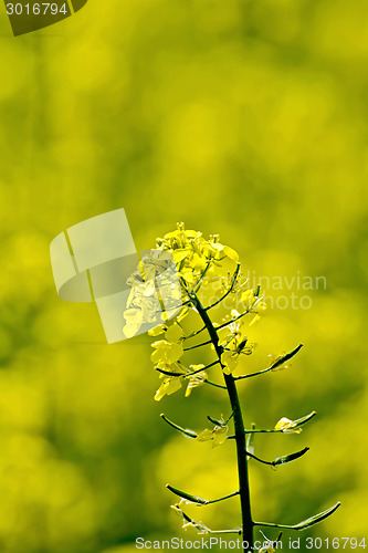 Image of Colza flower on yellow field