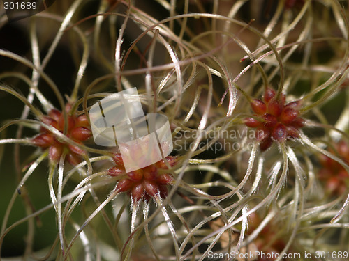 Image of Clematis