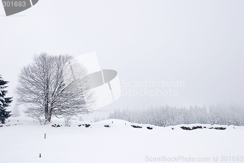 Image of Winter Scene