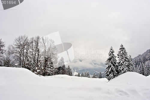 Image of Winter Scene