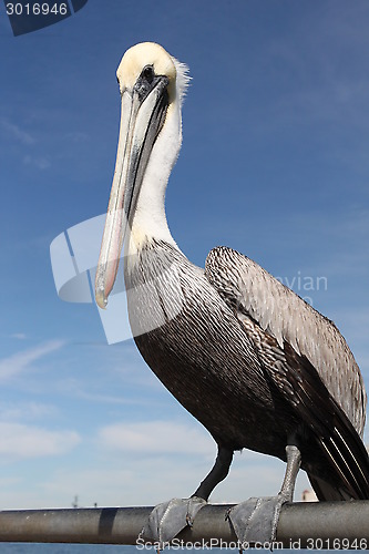 Image of Pelican