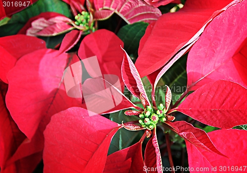 Image of Poinsettia