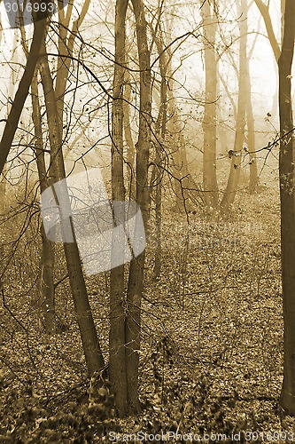 Image of Mist in the autumn forest