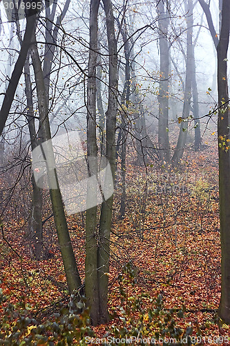Image of Mist in the autumn forest