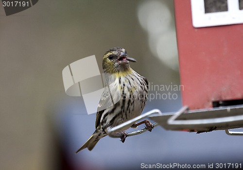 Image of female siskin