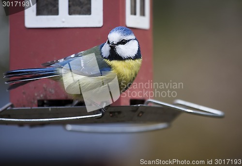 Image of blue tit