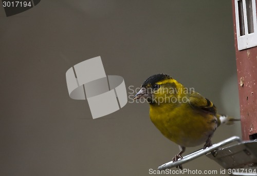 Image of male siskin