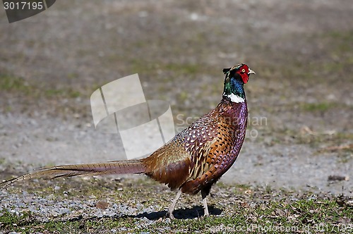 Image of male pheasant