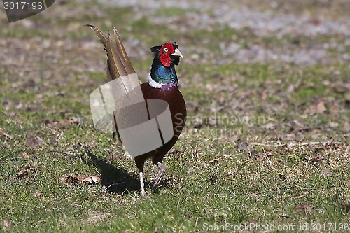 Image of male pheasant