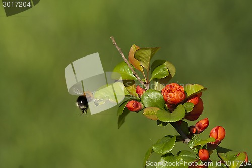 Image of bumble bee in flight