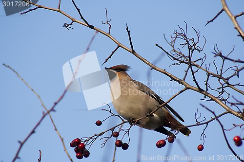 Image of bohemian waxwing