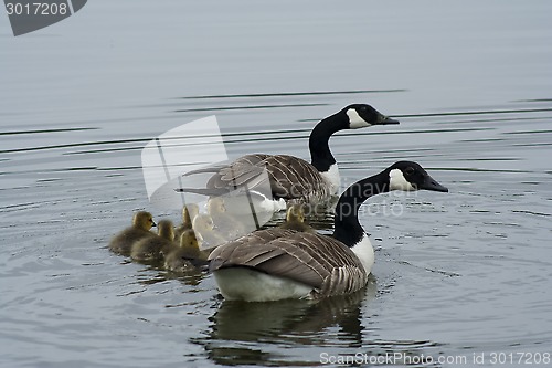 Image of family of canada geese