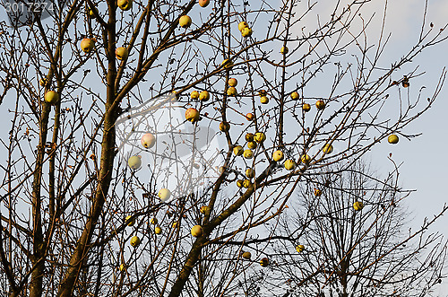 Image of branch of an apple-tree with fruits without leaves 