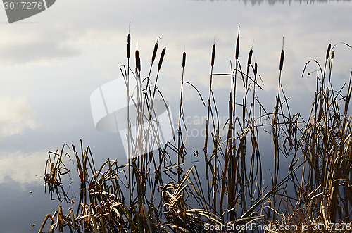 Image of reeds and expanse of lake in fog