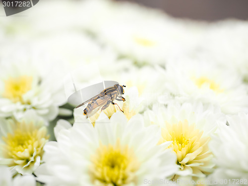Image of Bee gathering nectar while pollinating a pile of white flowers w