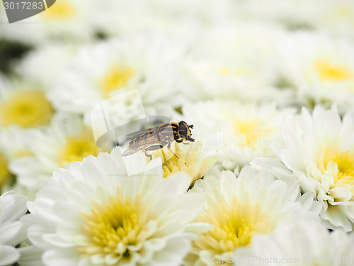 Image of Bee gathering nectar while pollinating a pile of white flowers w