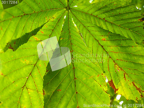 Image of Castania leaf at closeup outdoors in daylight