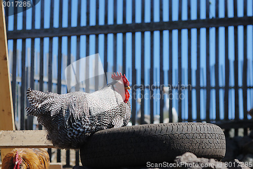 Image of speckled rooster sits on old tires