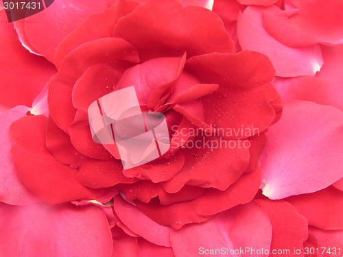 Image of One red rose and petals as flowery background