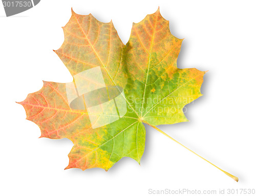 Image of Multicolored Autumn Maple Leaf