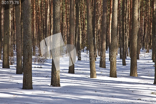 Image of Winter forest