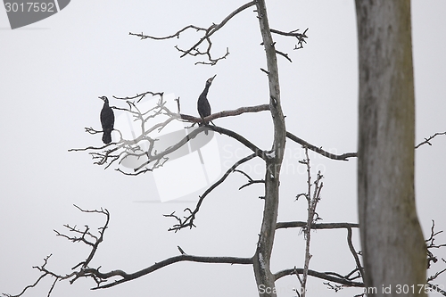 Image of Cormorants on bare tree