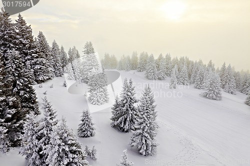 Image of Winter forest