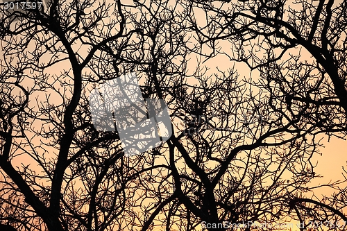 Image of Bare trees