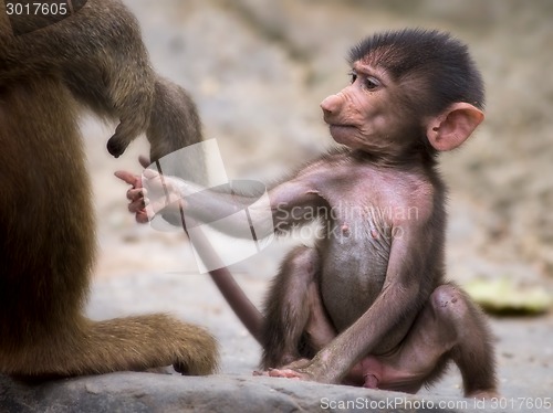 Image of Young baboon