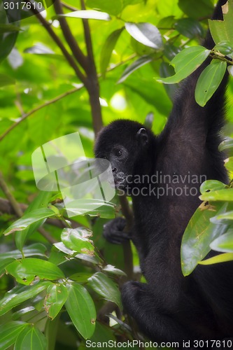 Image of Spider Monkey