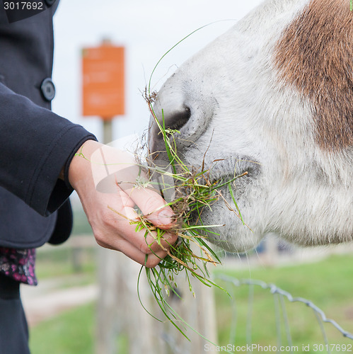 Image of Woman feeding a donkey 