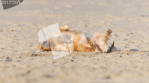 Image of Happy dog rolling - Golden retreiver