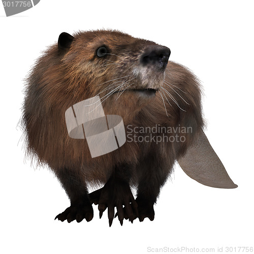 Image of Beaver on White