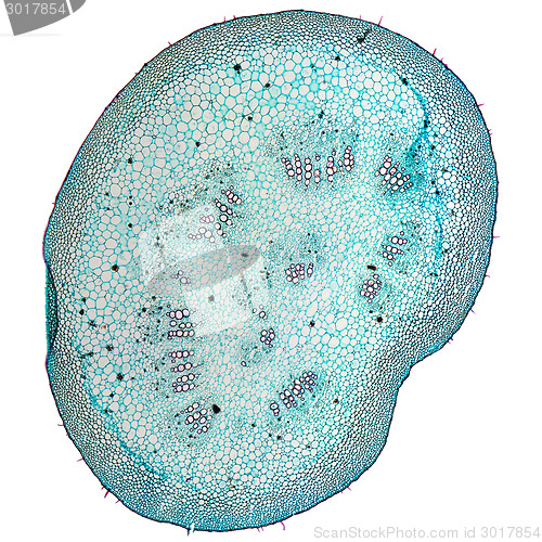 Image of Mulberry micrograph