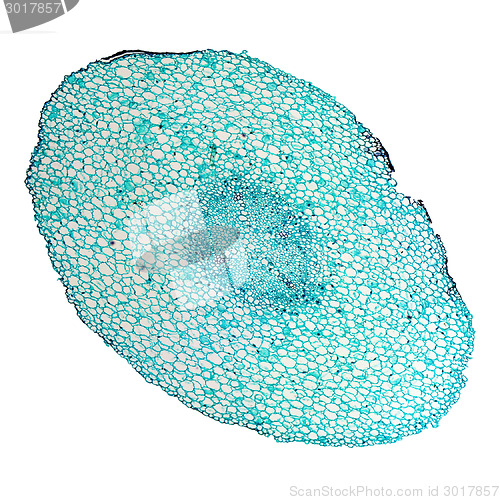 Image of Vicia faba root micrograph