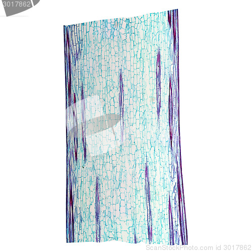 Image of Corn stem micrograph