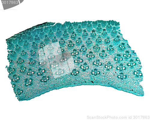 Image of Bamboo stem micrograph