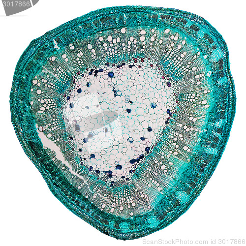 Image of Cotton stem micrograph