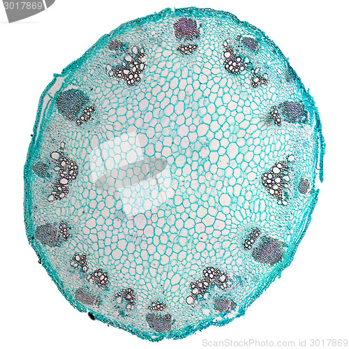 Image of Heliansthus stem micrograph