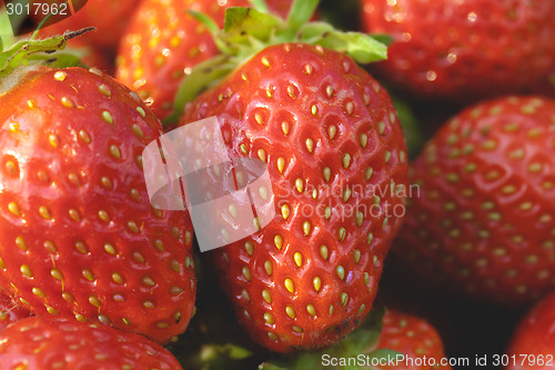 Image of Garden strawberries close-up