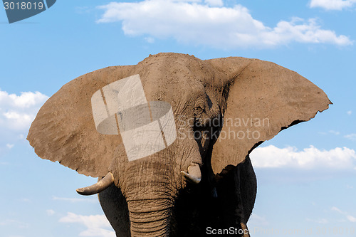 Image of African Elephant in Chobe National Park