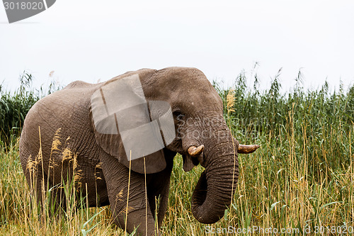 Image of African Elephant in Etosha national Park