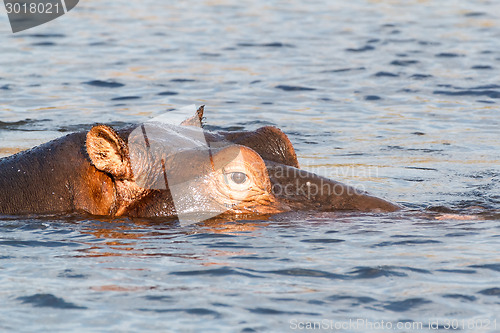 Image of portrait of Hippo Hippopotamus Hippopotamus