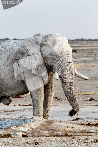 Image of White african elephants on Etosha waterhole