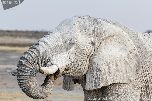 Image of White african elephants on Etosha waterhole