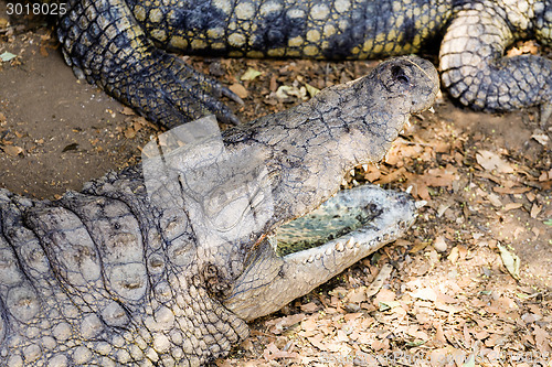 Image of Portrait of a Nile Crocodile