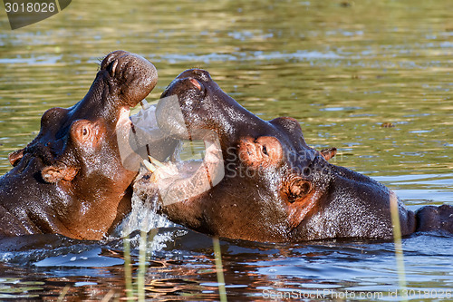 Image of Two fighting young male hippopotamus Hippopotamus