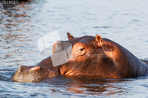 Image of portrait of Hippo Hippopotamus Hippopotamus