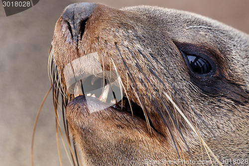 Image of portrait of Brown fur seal - sea lions in Namibia